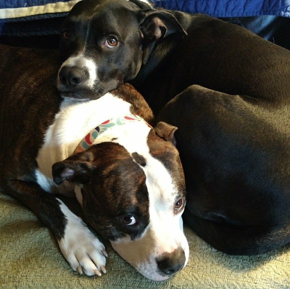 Meet your Posher, Crystal - Picture 4 of 6